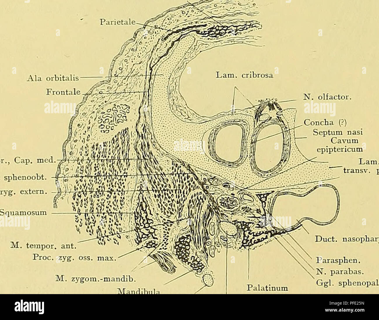 Abducens nerves hi-res stock photography and images - Alamy