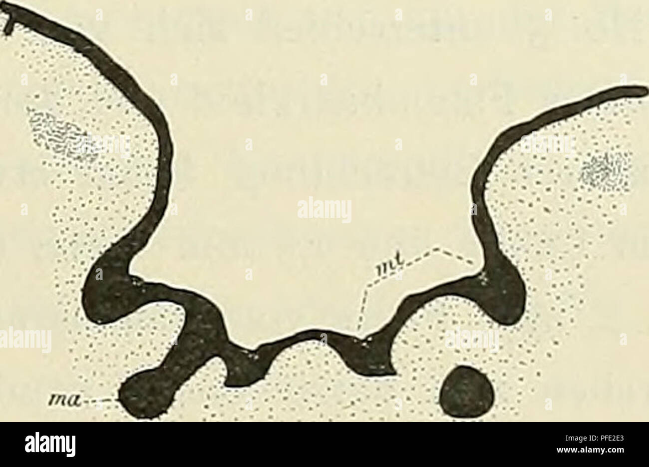 . Denkschriften der Medicinisch-Naturwissenschaftlichen Gesellschaft zu Jena. . Fig. 38. Fig. 39. Fig. 38. Triehosurus spec, Bj. No. III (65 mm). Querschnitt durch den caudalen Abschnitt der Beutelanlage, ma Mammar- anlage; mt Marsupialtaschenanlage. Vergr. 30:1. Fig. 39. Triehosurus spec, Bj. No. IV (73 mm). Querschnitt wie in Textfig. 38. Vergr. 30: i. Das Bj. No. IV endlich führte zu vollkommen bekannten Verhältnissen hinüber. Am Boden seines Beutels zeigten sich schon bei makroskopischer Betrachtung — ganz ähnlich, wie bei den Bj. No. I und 2 von Tr. vulpecula (vgl. Fig. 28a) — zwei wohl e Stock Photo