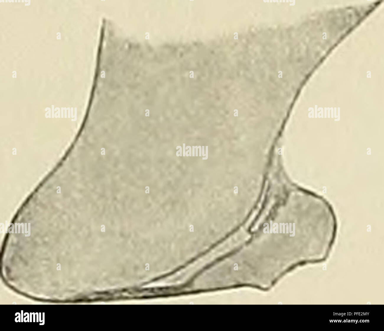 . Denkschriften der MedicinischNaturwissenschaftlichen Gesellschaft zu