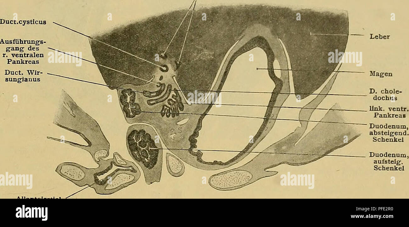 Denkschriften Der Medicinisch Naturwissenschaftlichen Gesellschaft Zu Jena Fig 23 Ausfuhrungsgange Der Leber 219 Zur Entwickelung Der Leber Des Pankreas Und Der Milz Bei Echidna Aculeata Var Typica 2in Dorsalen Pankreas Einen Theil