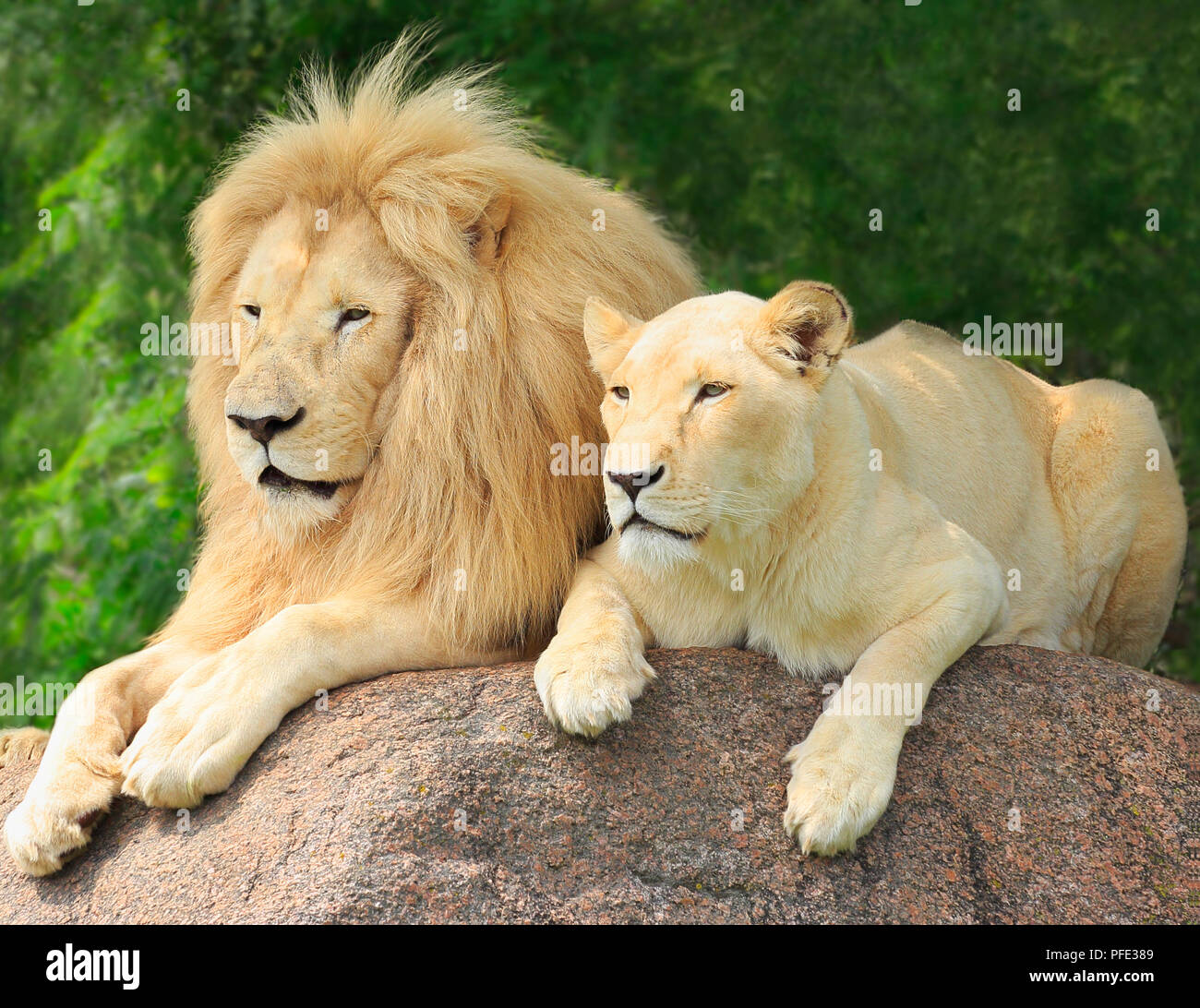 Lions Family Portrait Stock Photo