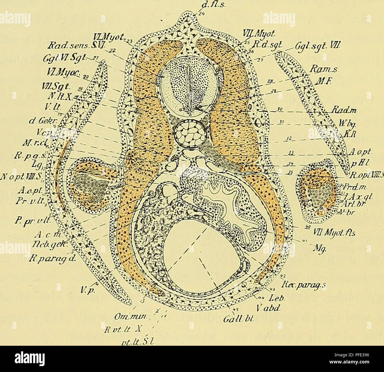 . Denkschriften der MedicinischNaturwissenschaftlichen Gesellschaft zu