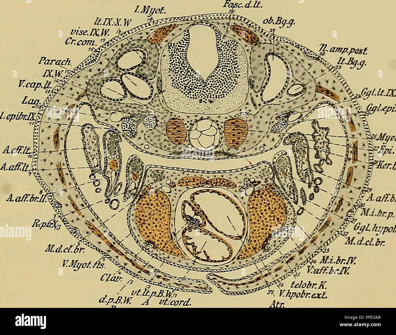 . Denkschriften der MedicinischNaturwissenschaftlichen Gesellschaft zu