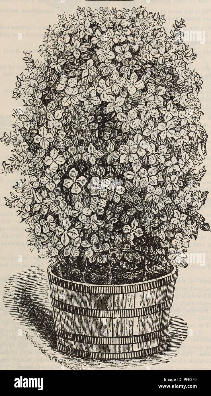 . Descriptive catalogue of fruit and ornamental trees, shrubs, plants, etc., etc., etc.. Nursery stock Massachusetts Catalogs; Fruit Catalogs; Fruit trees Catalogs; Ornamental trees Catalogs; Grapes Catalogs; Ornamental shrubs Catalogs; Flowers Catalogs; Roses Catalogs. OF FRUIT AND ORNAMENTAL TREES, ^c. 6i CLEMATIS.. CLEMATIS. The Clematis is worthy of the widest dissemination, and a foremost place in every collection. Since 1862, when the Jackmanni was produced in England, the Clematis has grown in favor and in- terest—new varieties of great beauty having been produced every year since, unti Stock Photo