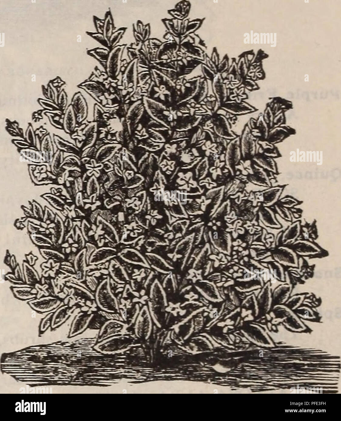 . Descriptive catalogue of fruit and ornamental trees, shrubs, plants, etc., etc., etc.. Nursery stock Massachusetts Catalogs; Fruit Catalogs; Fruit trees Catalogs; Ornamental trees Catalogs; Grapes Catalogs; Ornamental shrubs Catalogs; Flowers Catalogs; Roses Catalogs. Syringa (Philadelphus). All the species and varieties of the Syrinpa have white flowers, many of them quite fragrant GARLAND {Coronarius)—The common popular shrub, with pure white, delicately perfumed flowers. LARGE FLOWERED {Grandiflorus)—K con- spicuous, showy kind, with large flowers and irregular branches. Tamarix. AFRICAN Stock Photo