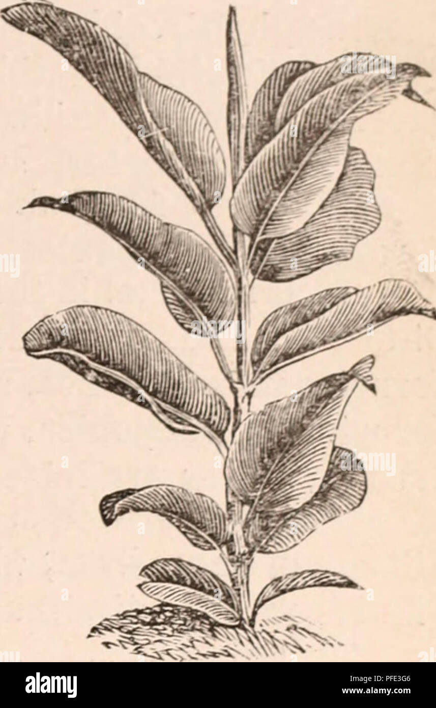 . Descriptive catalogue of flowering, ornamental trees, shrubs, bulbs, herbs, climbers, fruit trees, &amp;c., &amp;c., &amp;c. / for sale by the Yokohama Nursery Co., Limited.. Nursery Catalogue. CATAI.OGUK OF TIIK YOKOHAMA NlJKSKllY Co., T/rh. M'Hl). ^Ficus elastica variei^ata, beaiitifullv variegated will) crcuiny whiteâheight: 1-2 ft. ; per 10, $5.00. Ilex integra, thick IcaveJ ornamental evergreen  ith red bcrrlts, bircl-linie is prepared from tlie ba.st (p(jt grown) â height : 1-1J ft. ; per 10, $2.50. Ilex illiegra, variegated leaved (pot grown)---lieight : 1-1. ft.; per 10, $3.2o. Il Stock Photo