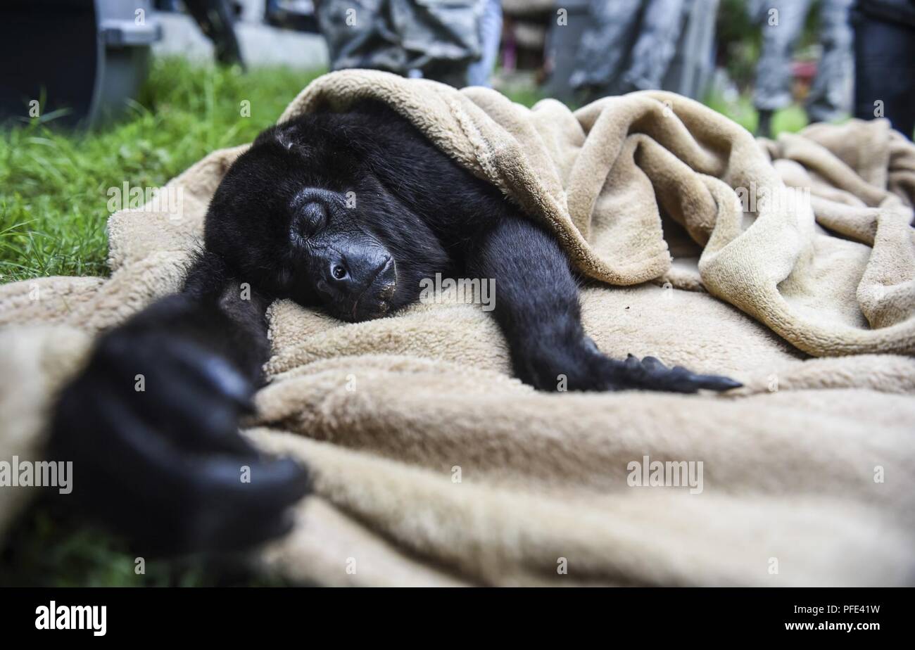 A monkey lays wrapped in a blanket after being tranquilized June 6, 2018, in Meteti, Panama. The monkey was tranquilized by doctors, who were participating in an Emerging Infectious Diseases Training Event, in which they received informational lectures from Panamanian infectious disease experts and field studies of possible virus carrying wildlife and insects. The event took place during Exercise New Horizons 2018, which is a joint training exercise where U.S. military members conduct training in civil engineer, medical, and support services while benefiting the local community. Stock Photo