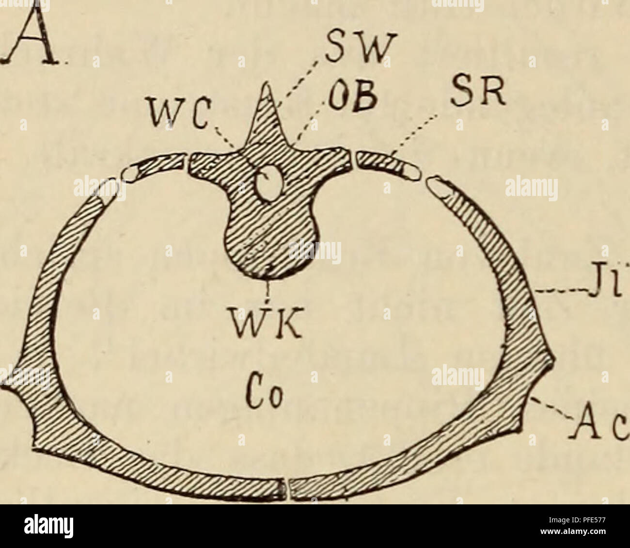 Particularly Ribs This work discusses the human skeleton system and the presence of ...