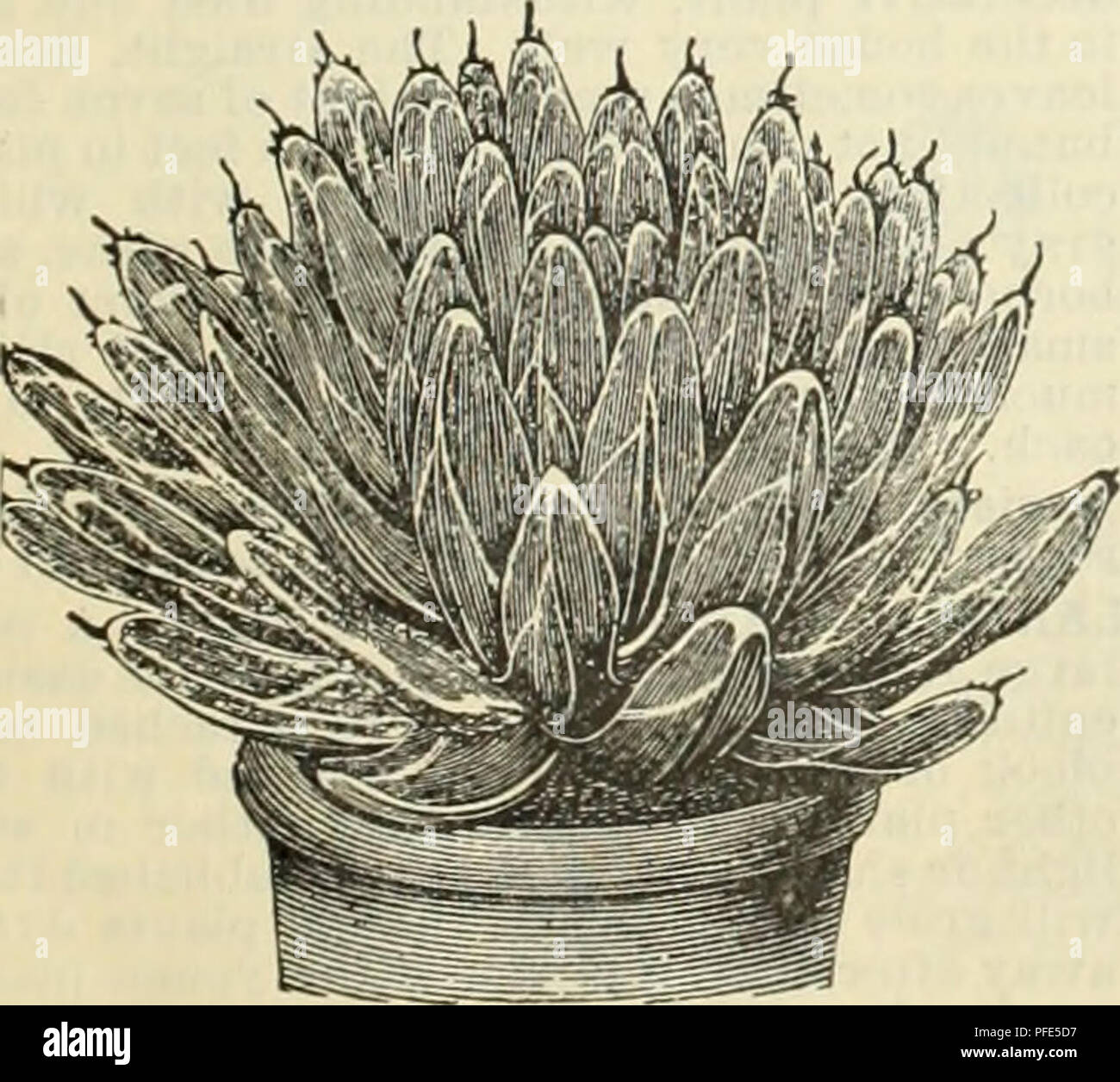 Tillandsias High Resolution Stock Photography and Images - Alamy