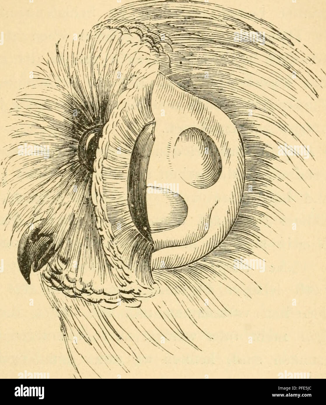 Wie Ein Vogel High Resolution Stock Photography And Images Alamy