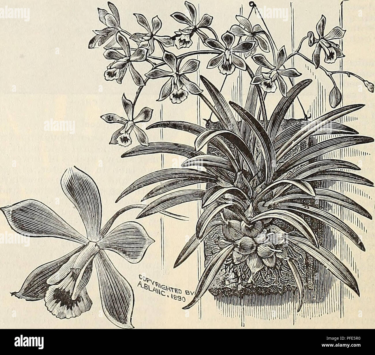 Descriptive and illustrated catalogue and manual Royal Palm Nurseries Nurseries Horticulture