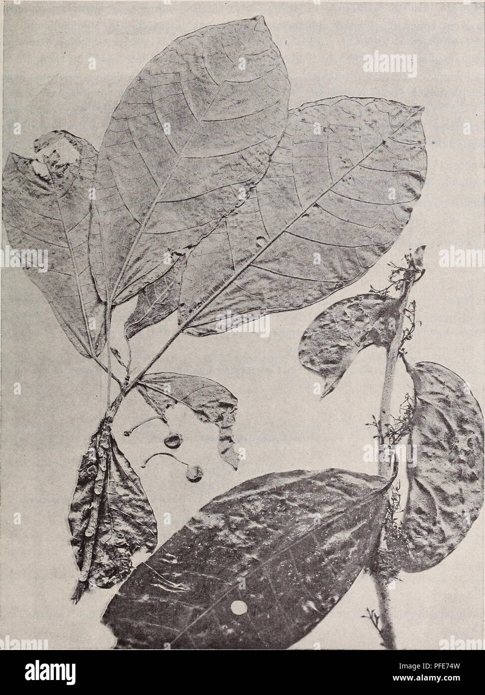. Denkschriften - Österreichische Akademie der Wissenschaften. Bot. u. zool. Ergebn. von dm Samoa- u. Salomonsinseln. Oleaceae. Linociera Sw. Fig. 27. 589. Ficus longipcdunculata Rech. 2/3 der nat. Größe. Linociera Hahlii Rech. 2/3 dgr nat. Größe. * N. S. Linociera Hahlii Reching. in Fedde, Rep. n. sp., Bd. XI (1912), p. 185. Arbor, ramis floriferis glabris albis, internodiis ramorum foliis multo brevioribus. Foliis petiolatis coriaceis integris magnis glabris, ovato-oblongis, utrinque acuminatis, media parte latissimis, venis secun-. Please note that these images are extracted from scanned pa Stock Photo