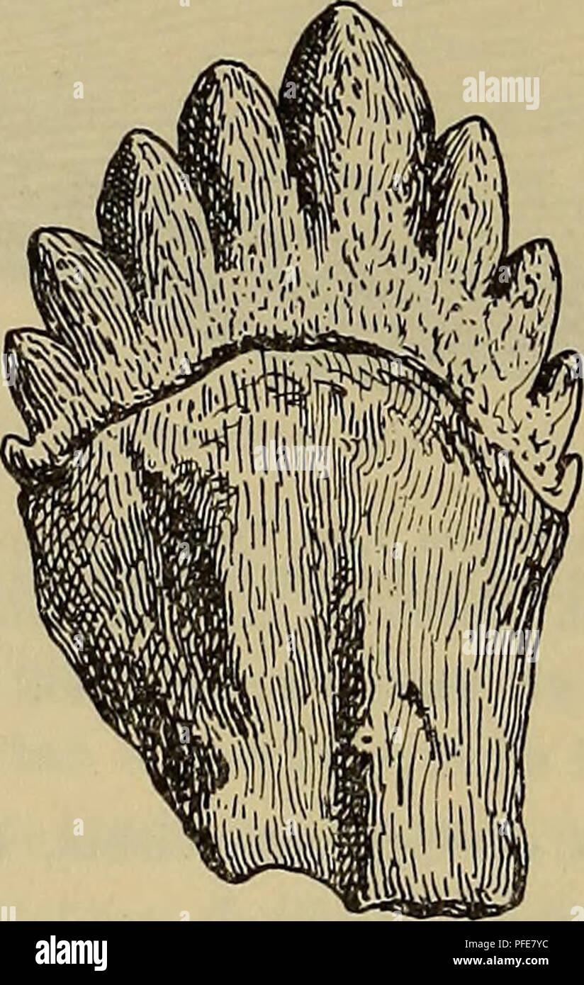 . Denkschriften Österreichische Akademie der Wissenschaften. 208 O