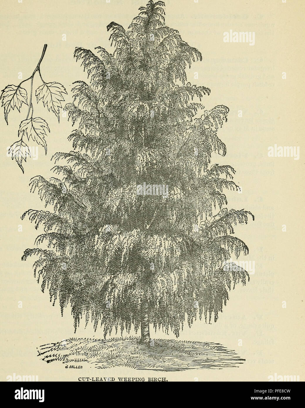 This catalog offers a detailed description of various fruit and ...