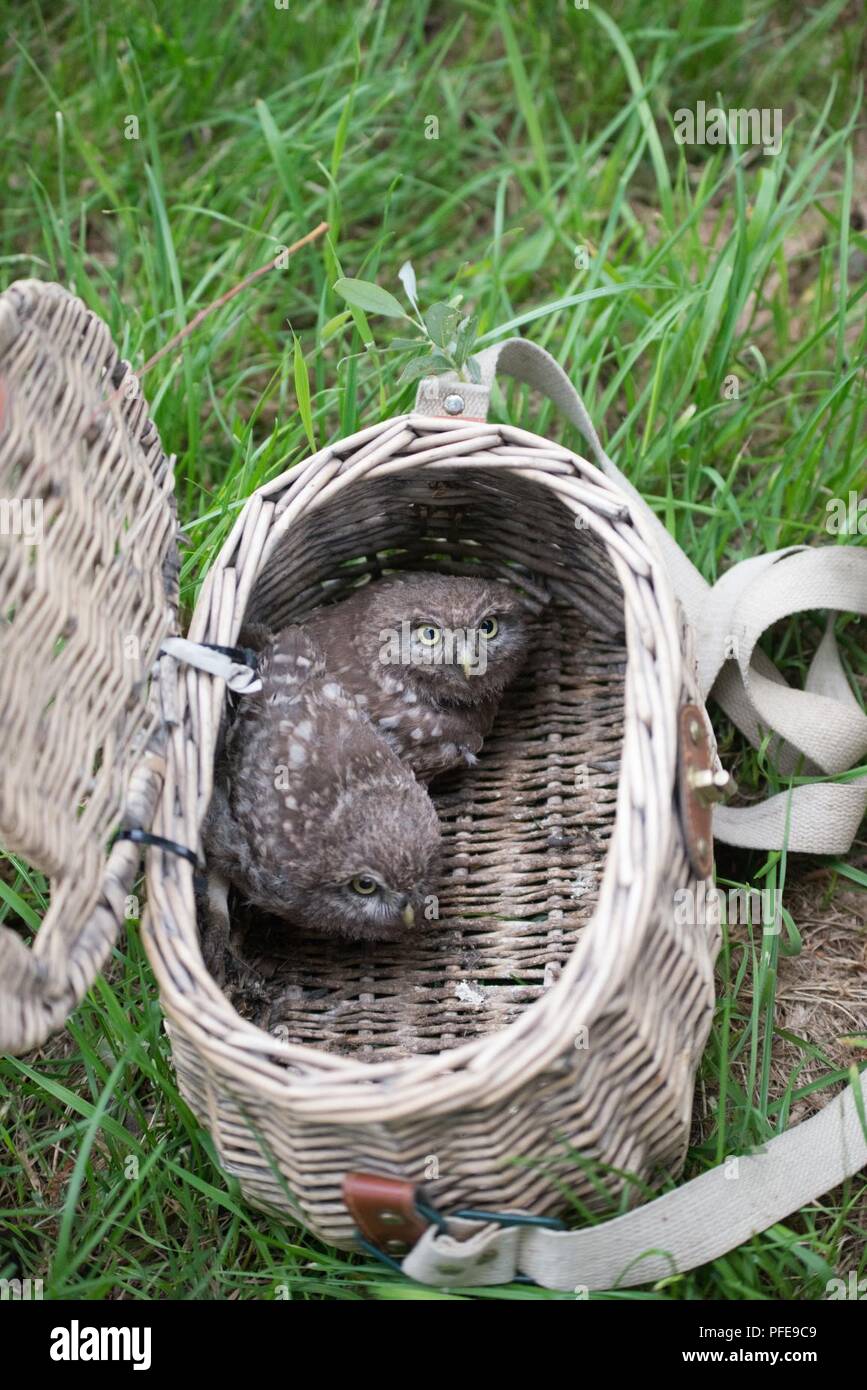 Two little owls (Athene noctua), one of the protected species of birds nesting on Chièvres Air Base, wait in a basket before a volunteer bands them in Chièvres, Belgium, June 8, 2018. Banding is a universal and indispensable technique for studying the movement, survival and behavior of birds. Stock Photo