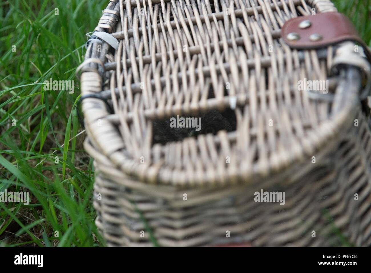 A little owl (Athene noctua), one of the protected species of birds nesting on Chièvres Air Base, stares at the camera from the hole of a basket, in Chièvres, Belgium, June 8, 2018. Stock Photo