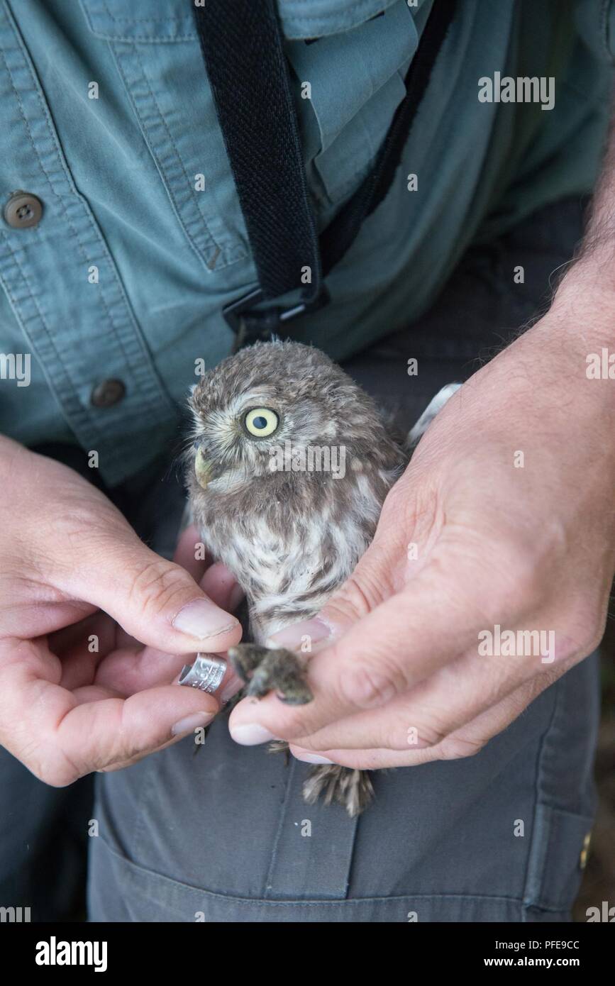 A volunteer for the Belgian non-profit Noctua.org places the band on a little owl (Athene noctua), on Chièvres Air Base, Belgium, June 8, 2018. Banding is a universal and indispensable technique for studying the movement, survival and behavior of birds. Stock Photo