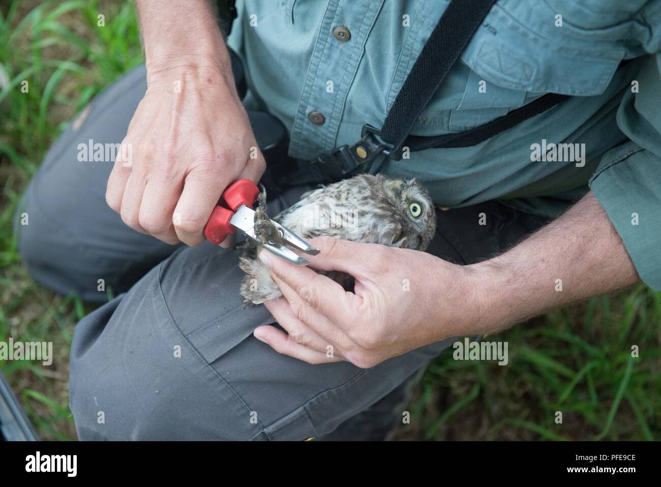 A volunteer for the Belgian non-profit Noctua.org secures the band on a little owl (Athene noctua), one of the protected species of birds nesting on Chièvres Air Base, Belgium, June 8, 2018. Banding is a universal and indispensable technique for studying the movement, survival and behavior of birds. Stock Photo