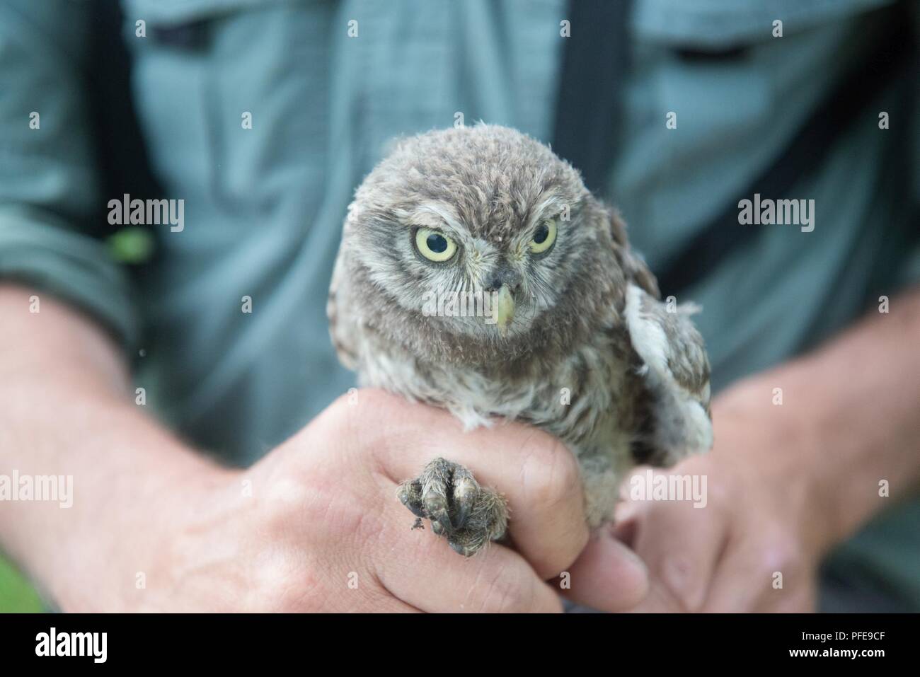 A volunteer holds a little owl (Athene noctua) on Chièvres Air Base, Belgium, June 8, 2018. Stock Photo