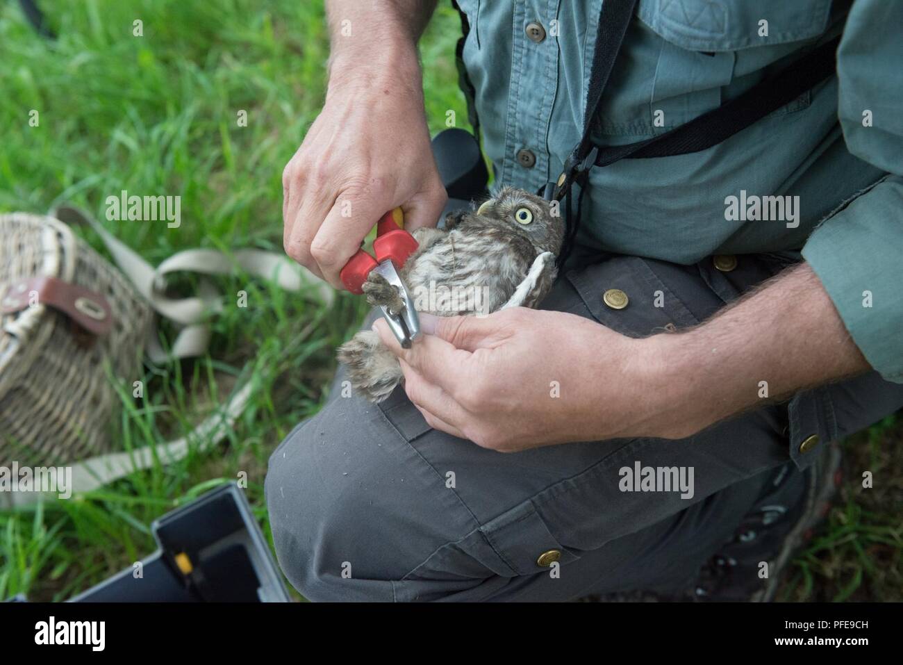A volunteer for the Belgian non-profit Noctua.org secures bands a little owl (Athene noctua), one of the protected species of birds nesting on Chièvres Air Base, Belgium, June 8, 2018. Banding is a universal and indispensable technique for studying the movement, survival and behavior of birds. Stock Photo