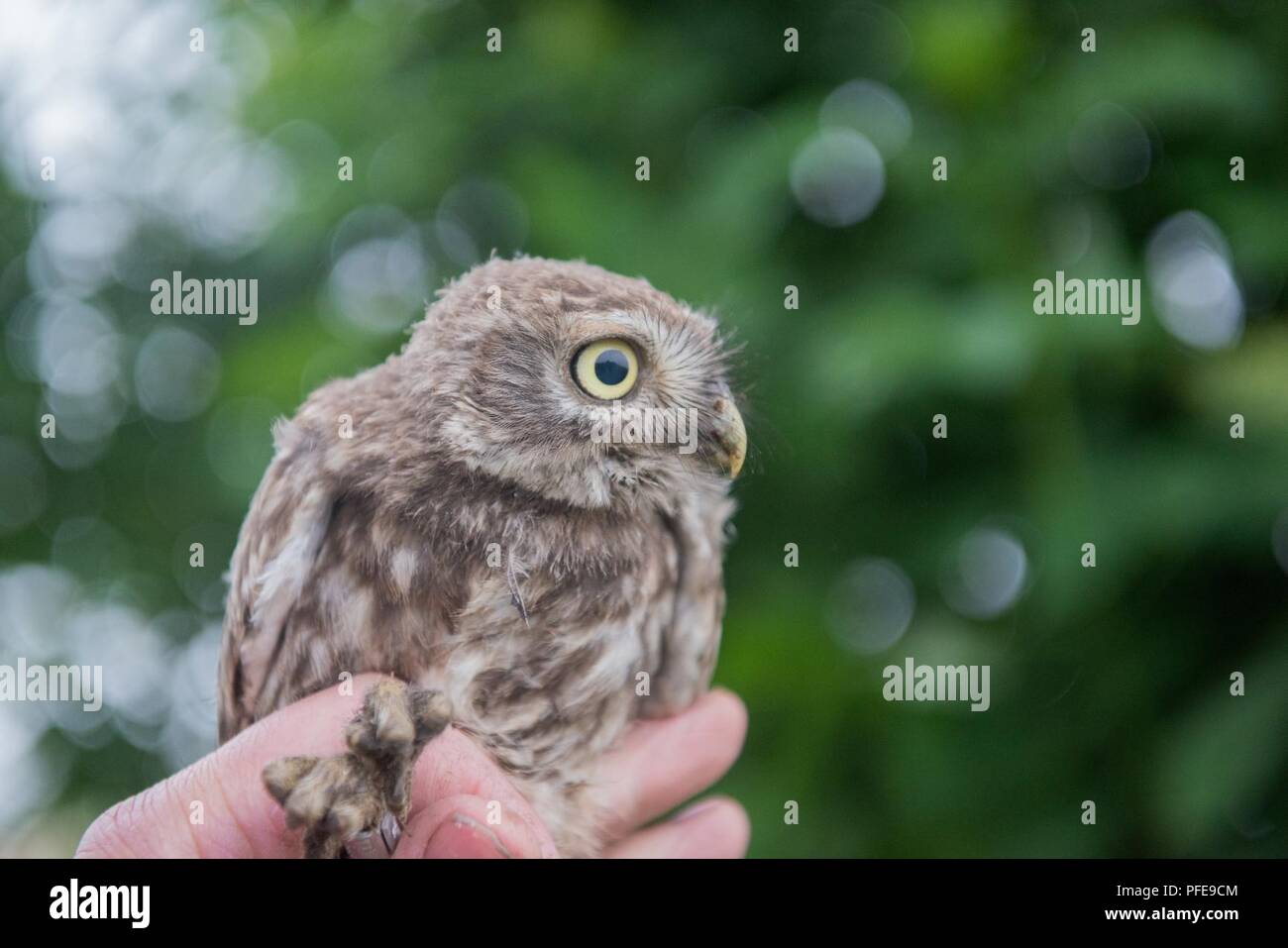A volunteer holds a little owl (Athene noctua), on Chièvres Air Base, Belgium, June 8, 2018. Stock Photo