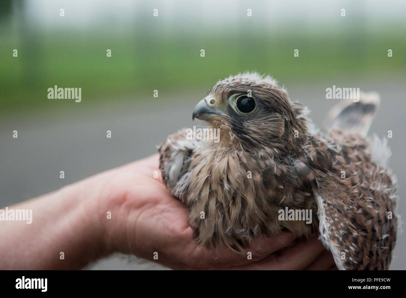A volunteer for the Belgian non-profit Noctua.org, holds a just-banded eyasse, a baby kestrel falcon (Falco tinnunculus), one of the protected bird species nesting on Chièvres Air Base, Belgium, June 8, 2018. Stock Photo