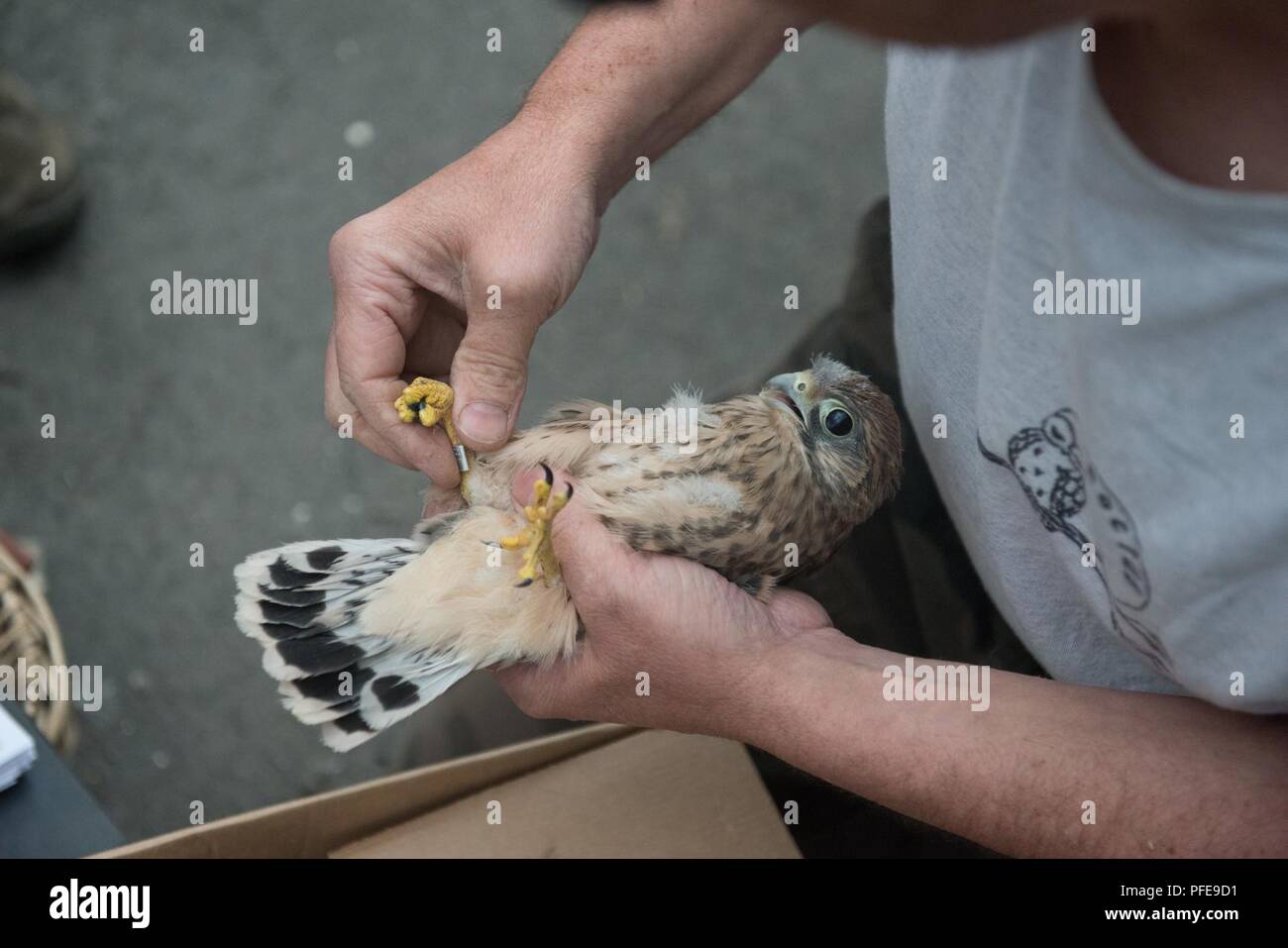 A volunteer for the Belgian non-profit Noctua.org bands an eyasse, a baby kestrel falcon (Falco tinnunculus), on Chièvres Air Base, Belgium, June 8, 2018. Stock Photo