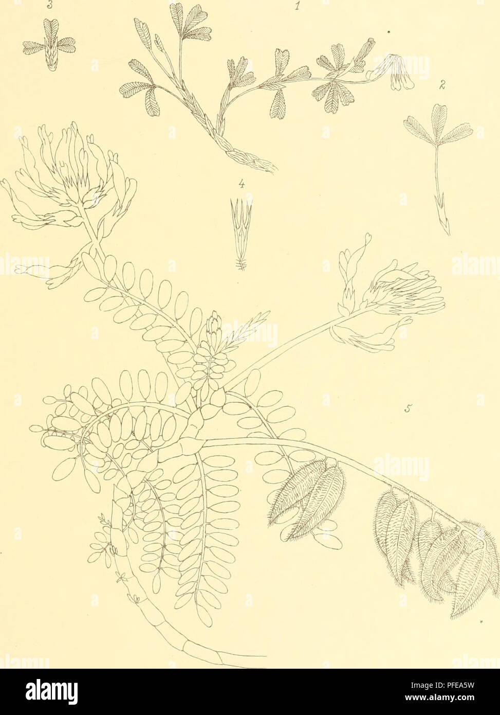 . Denkschriften der Kaiserlichen Akademie der Wissenschaften, Mathematisch-Naturwissenschaftliche Classe. Adamovic L.: riora von MacedouieiiimdAltsevbifu. Taf-DL.. „  . ^ ^ , ,, . ... tifli.AnstvTliiomnnirthJReJ' Denkschriften, d.kais. Akad. d. Wiss. matli.naturw. Classe, Bd. LXXIV.. Please note that these images are extracted from scanned page images that may have been digitally enhanced for readability - coloration and appearance of these illustrations may not perfectly resemble the original work.. Kaiserl. Akademie der Wissenschaften in Wien. Mathematisch-Naturwissenschaftliche Klasse. Wien Stock Photo