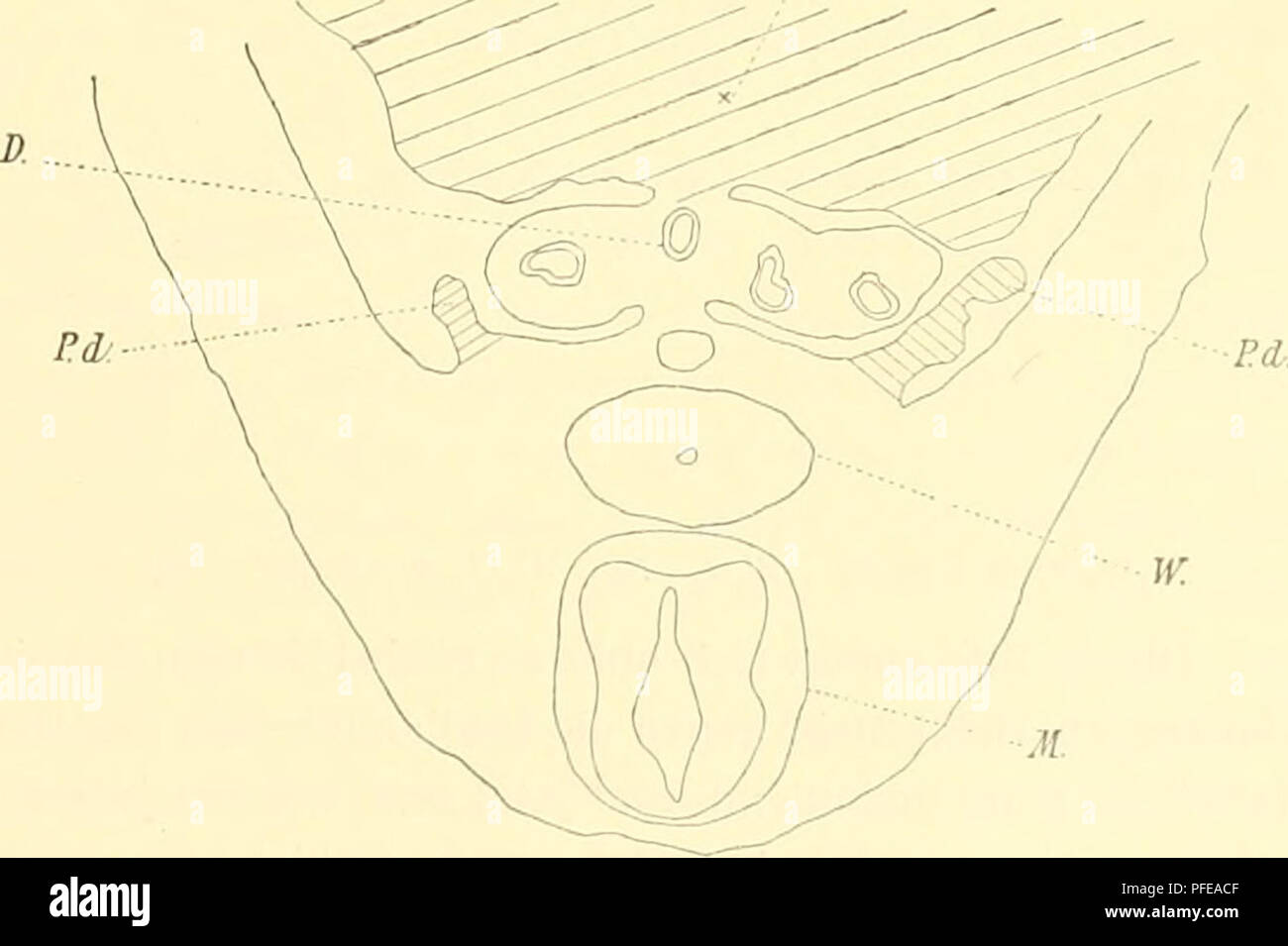 . Denkschriften der Kaiserlichen Akademie der Wissenschaften, Mathematisch-Naturwissenschaftliche Classe. Rnitclcs Mufferbaiid. 11 Ureteren hingegen, welche nach Kupffer durch Ausstülpung des Wolffsehen Ganges entstehen, münden bereits jederseits in den unteren Abschnitt des Wolff sehen Ganges (Nagel), um sich in der weiteren Ent- wicklung von denselben zu trennen und selbständig zu münden. Über das caudale Ende des Wolffschen Körpers und dessen topographische Beziehungen bei sehr jungen Embryonen finden sich keine stricten Angaben. Nur dem bekannten Werke von His über die Anatomie junger mens Stock Photo