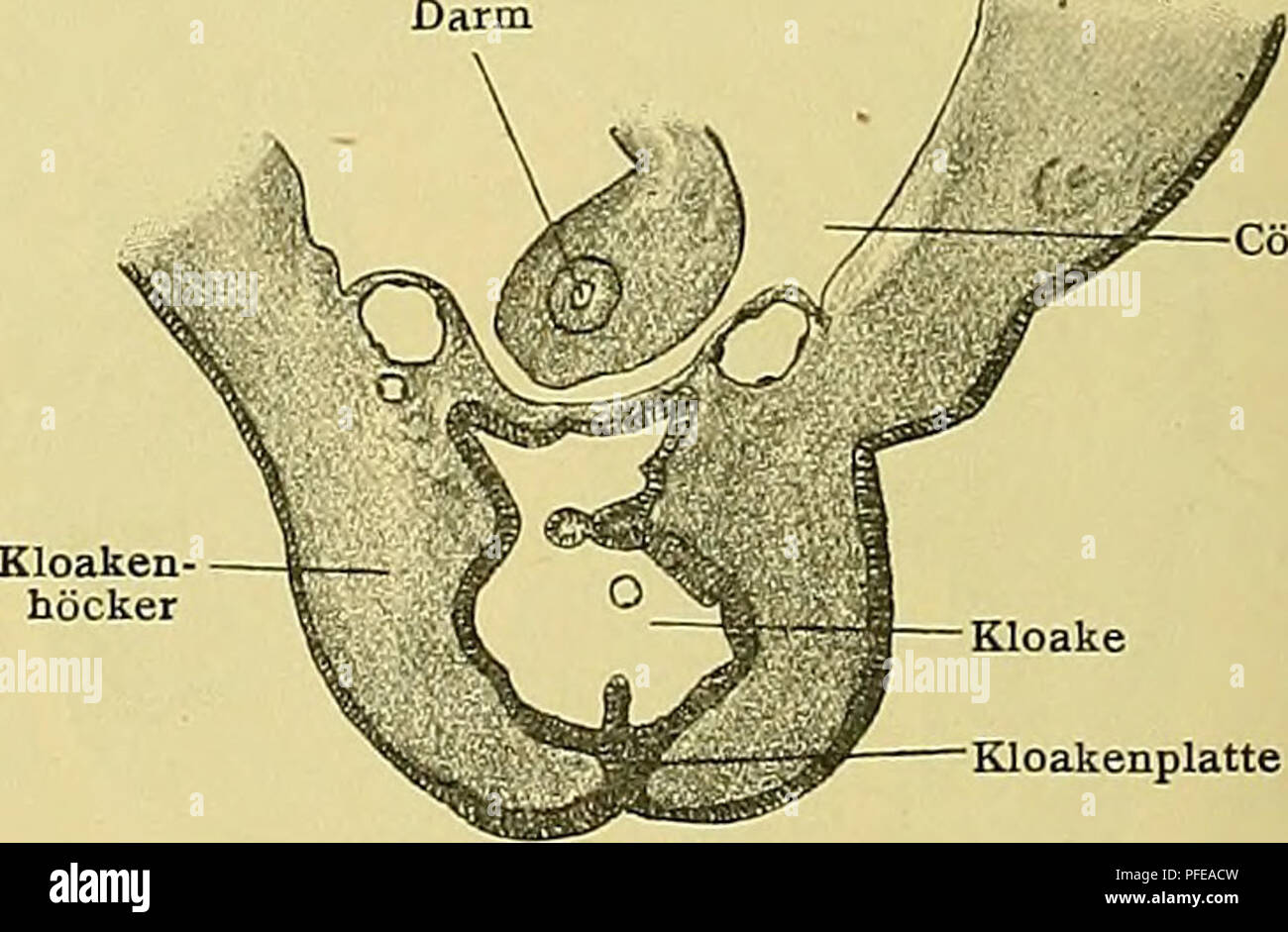 Gebiet lichtung hires stock photography and images Alamy