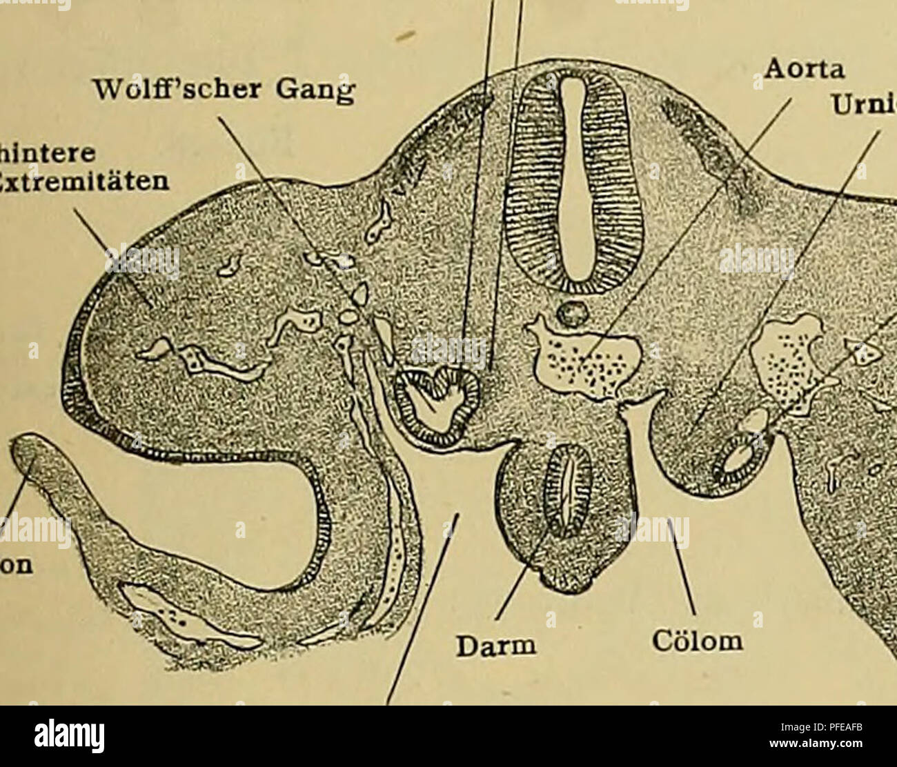 Cloaca Development This text examines the development of the urogenital system in Echidna ...