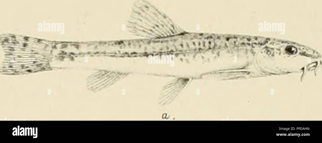 This work by F. Steindachner explores reptiles and fishes of Angoia ...
