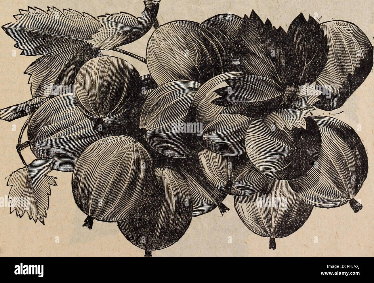 Various stages of fruit development hi-res stock photography and images ...