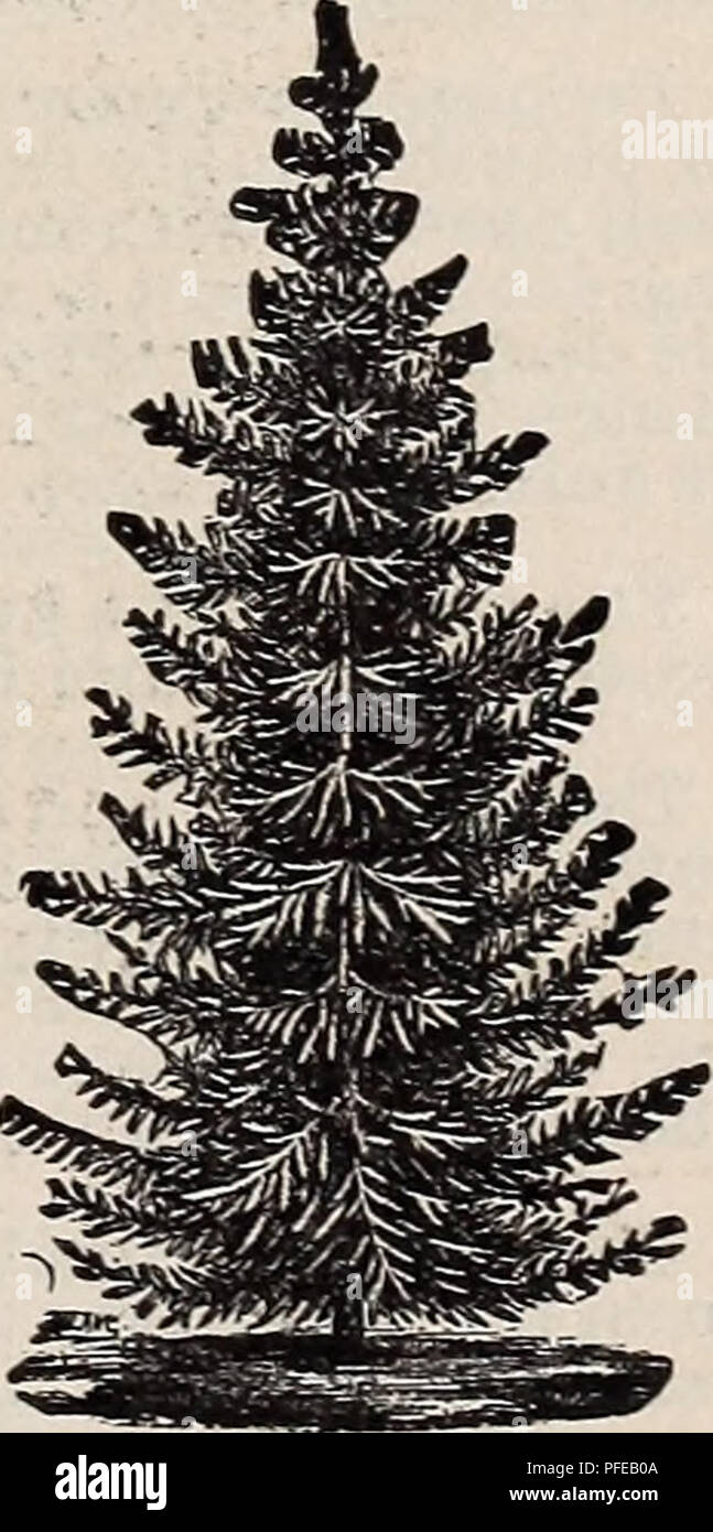 . Descriptive catalogue of Iowa nursery grown evergreens, fruit trees and plants, flowering and ornamental shrubbery. Nurseries (Horticulture), Minnesota, Catalogs; Vegetables, Seeds, Catalogs; Flowers, Catalogs. [Fig. beneath BLACK SPKUCE. [Picea Nigra.) This is the common timber spruce of Canada and Maine. In growth it resembles the White Spruce, but of darlcer color and is a tree of rather slow growth, valuable for Christmas trees. COLORADO SPRUCE. {Picea Pungens.) One of THE MOST BEAUTIFUL,- couical and digni- fied growth; foliage, sage green. SILVER SPRUCE. [Picea Pungens.) Selected Blue. Stock Photo
