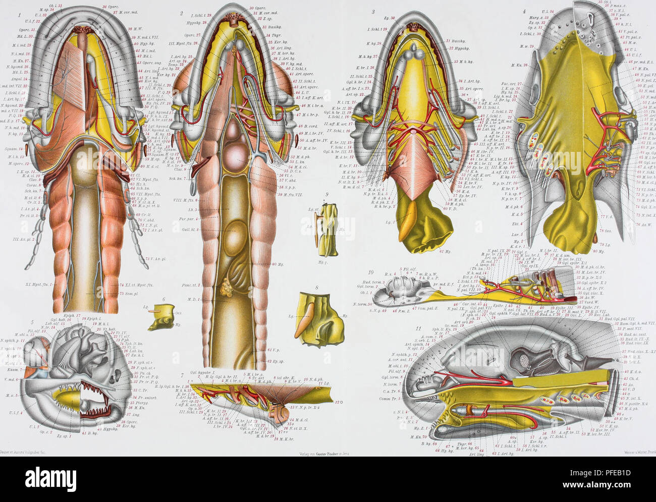 . Denkschriften der Medicinisch-Naturwissenschaftlichen Gesellschaft zu Jena. Greil, Entwickld. Kopfes u.GefÃ¤fssystemsv Ceratodus Forsten JEN.DENKSCHRIFTEN, Bd.IV. Semon. Forschungsreisen, Bd.i. Taf. LXIX. 35 Ob. L ' 1 P. max. z. 37o.N.l. HSV. pal. z. Operc.31. Md. Â£.30. M. i. md, 29 AT.i.md.28- M. Kn.il. K.hgomd.26. Md. L. 25 Angal. 24 N. md. int. VII.2. I. Schi. t. 22 I. Art.bg. 21- N. hgomd. 20 N.md.e.ril.19 F. Q.18 Hgomd.E.p.ll- K. h. md. 16 X. hg. 15 h. N. I. 41 V.jial. z. 42 Pt.pal. z. M.w. 44 U l. 45 V.l.f. - 46 pr.md.E.t. ..-Â«'&quot; M.Kn.  ..-4HN.pal.VII. ,-49 N. pal. IX. â¢'' .50 Stock Photo