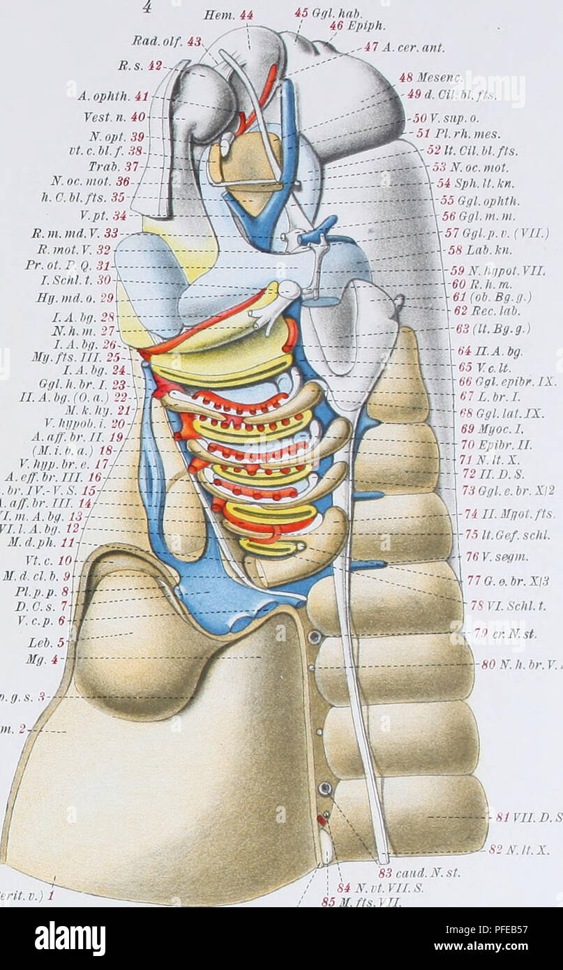 Bijdragen propeller overdracht Denkschriften der Medicinisch-Naturwissenschaftlichen Gesellschaft zu Jena.  '41 A.cer.ant. V. Art.bg. Hl A.elf.br.III. 12 Art. nff. br. III. 3  VIA.Art.bg. i VI. lt. Art. bg. Co telob. K. VII. Schi. I. 7