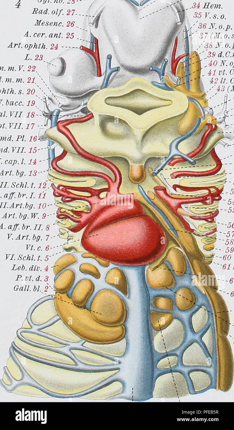 . Denkschriften der Medicinisch-Naturwissenschaftlichen Gesellschaft zu Jena. If. oc. mot. 33. i Isthm.32.['-.^ N. ophth.p. 31.   V.pt. 30 Rad. V. 29./ Qgl.lat.YII.28./- I.-Art. bg. lt. S. 27./iT&quot; VII.lt. 25.. &quot;'' B.pal.ril.25.. '''â -. II.A.bg.24... '&quot;â¢- Qgl.lt.IX.23.^} '&quot;-â B.H.IX-X22-... &quot;&quot;â â¢- Ggl.lt.X.21..[ rr.s.t.s.2o....J Qffl.e.XI219---M&quot; X-X1W. 18â1 riSchl.t.l7-Jji; B.int.X.16- N.H.X.15-L..... r.c.i.i4-i 34 Qgl. littb. â 35 Eiss. cer. tr. â 36 Bad. olf. â 37 A. cer. ant. â 38 A. com. c. â 39 A.ophth. -iOr.n.lb. -41 or. D. e. .42M.sp. â 43 N.  Stock Photo