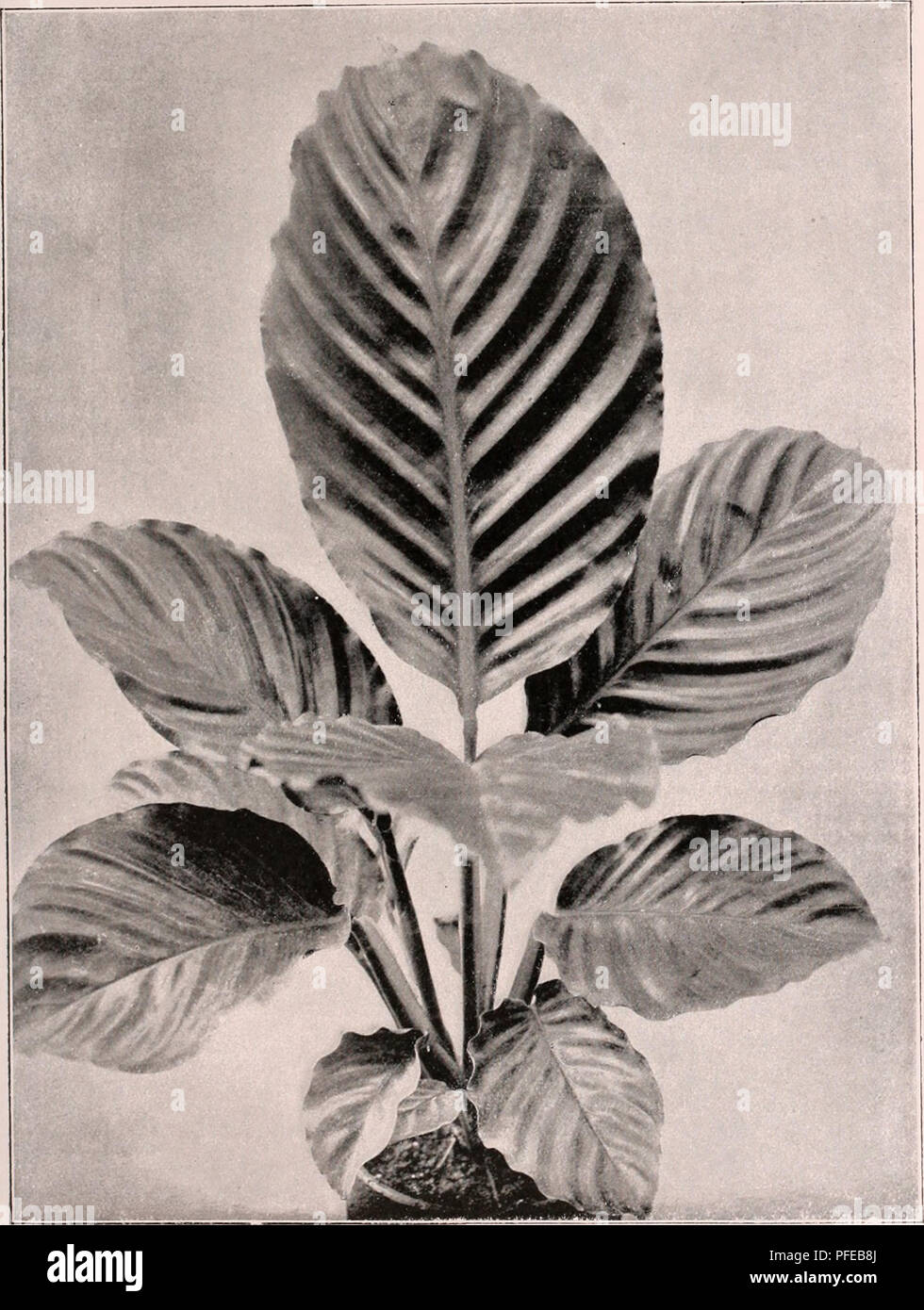 . Descriptive illustrated catalogue of new and rare seeds, plants, and bulbs. Bulbs (Plants) Catalogs; Flowers Seeds Catalogs; Plants, Ornamental Catalogs; Vegetables Seeds Catalogs; Gardening Equipment and supplies Catalogs; Commercial catalogs New Jersey. Maranta LAGl;ulA^A il'itclier &amp; Manchi). (See p:i;{e xxiii.). Please note that these images are extracted from scanned page images that may have been digitally enhanced for readability - coloration and appearance of these illustrations may not perfectly resemble the original work.. United States Nurseries; Pitcher, James R; Manda, W. A; Stock Photo