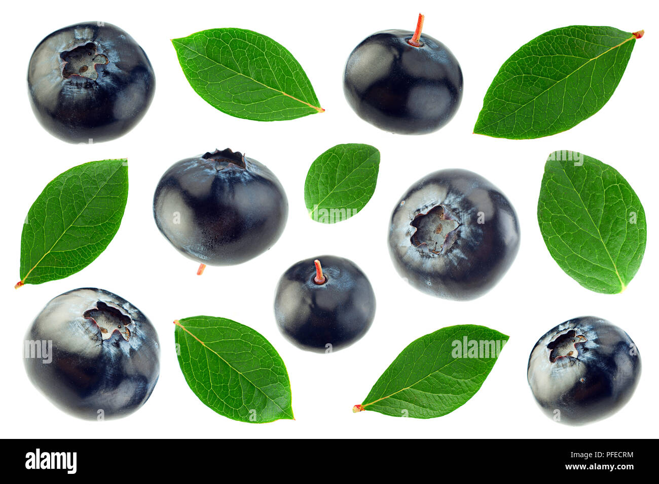 Blueberry leaf closeup isolated on white background Stock Photo Alamy