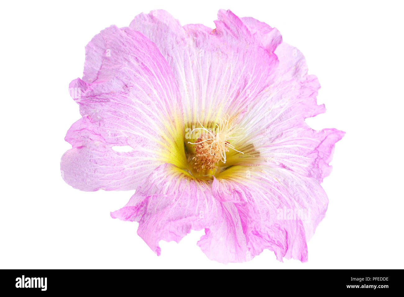 Mallow flower head closeup isolated on white background Stock Photo - Alamy