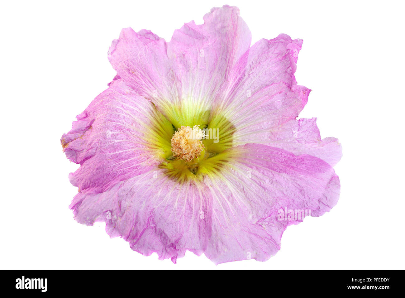Mallow flower head closeup isolated on white background Stock Photo - Alamy