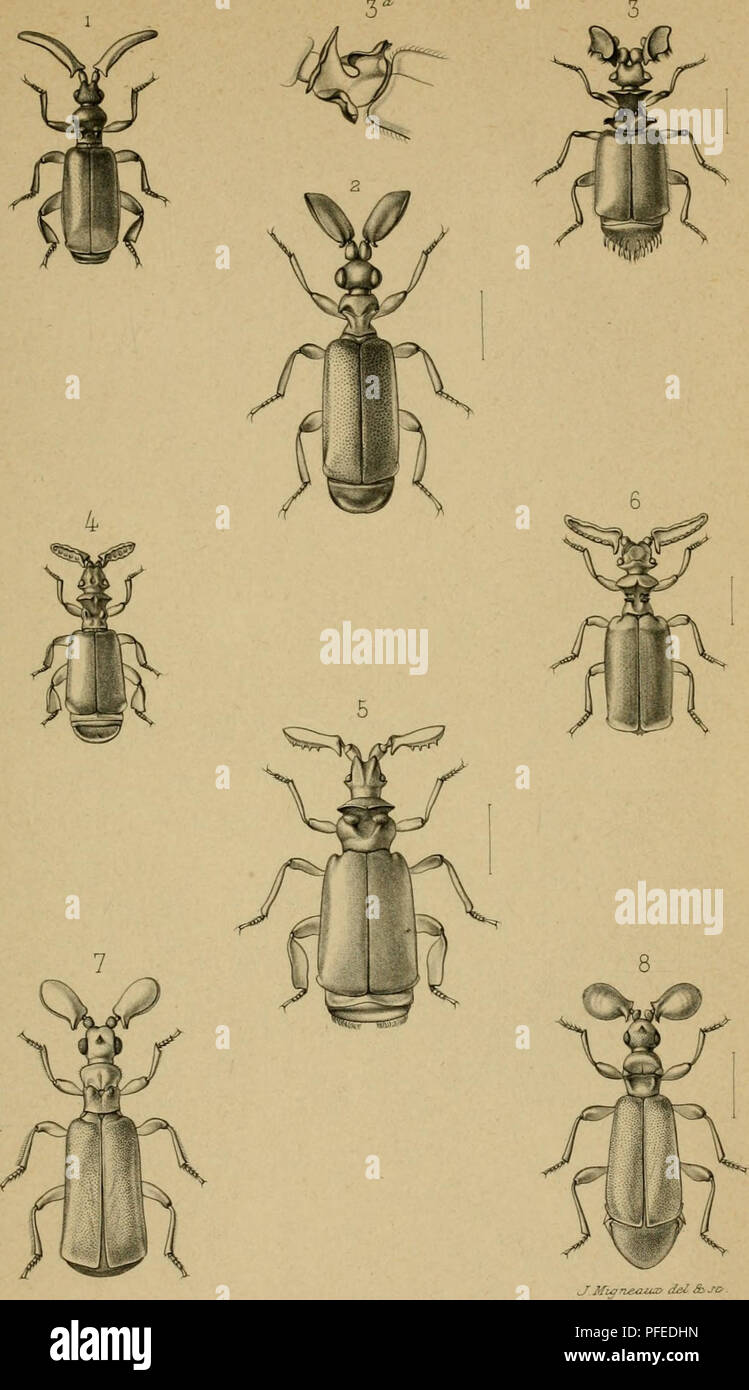 . Descriptive catalogue of the coleoptera of South Africa. Ground beetles; Pselaphidae. PI. XII. 1 Paussus Raffrayi 2 â¢ manicanus 3 .. Marshalli 4 â¢â viator 5 Paussus Barb en 6 - concmnus 7 ., propmquus 8 â â arduus Imp ^.ToTiettr. Please note that these images are extracted from scanned page images that may have been digitally enhanced for readability - coloration and appearance of these illustrations may not perfectly resemble the original work.. PÃ©ringuey, Louis. Cape Town : Published by the Society Stock Photo
