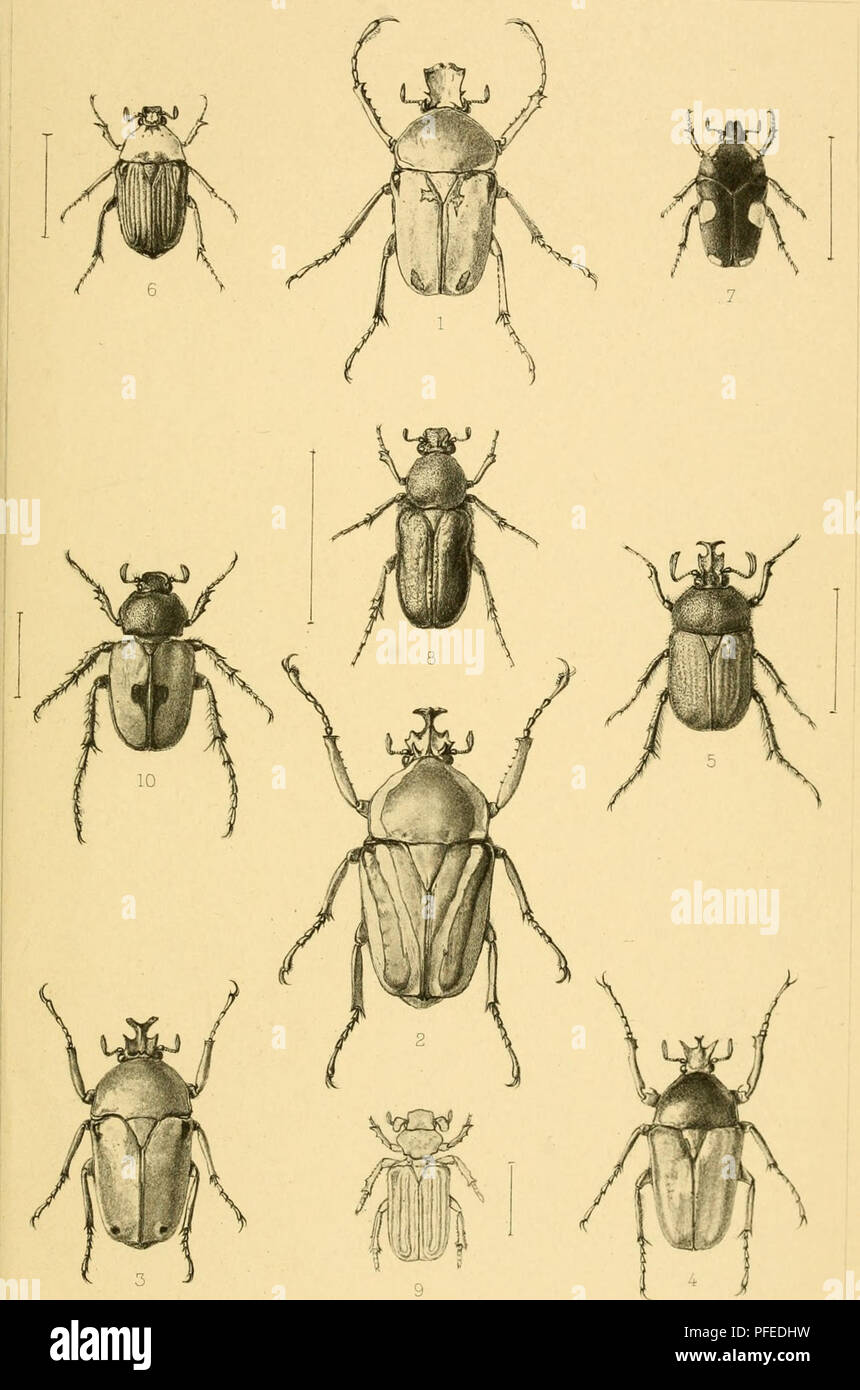 . Descriptive catalogue of the coleoptera of South Africa (LucanidÃ¦ and ScarabÃ¦idÃ¦). Lucanidae; Scarabaeidae. .a S Afr Phil SocVol.XII PL,111 DESCR.CAT. S. AFR, COLEOPTERA PL, XLV. â Ranzania splendens, Bert, 6 Mazoe jucunda, 2 Dicranophma layar-di Per, 7 Amazula suavis, Bui 3 Coelorrhma loncata Jans, 8 Coenochilus hospes. Per 4 Neptunides poljchrous. Thorns, 9 Placodidus compransor. Per 5 Ischnostoma nasuta, Sch. 10 Agenius plag-osus. Per,. Please note that these images are extracted from scanned page images that may have been digitally enhanced for readability - coloration and appearance  Stock Photo