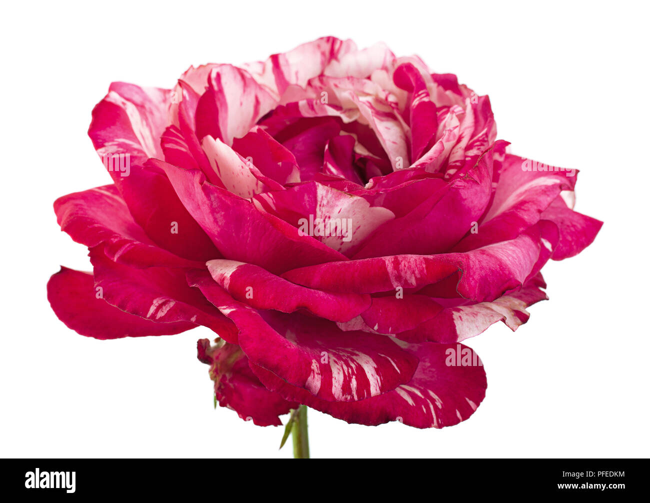 Pink striped rose Cut Out Stock Images & Pictures Alamy