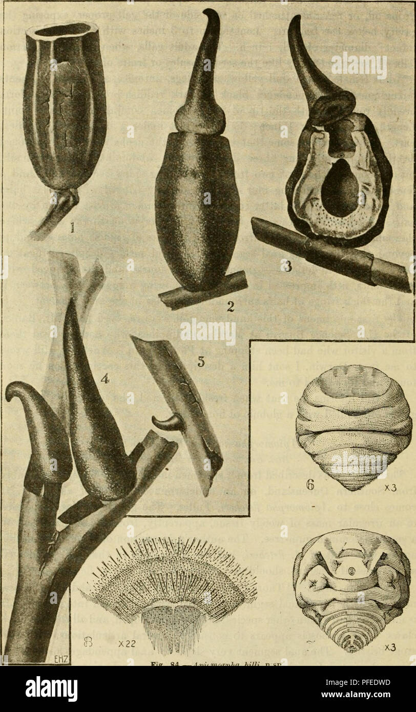 This catalogue provides detailed descriptions of the scale insects ...