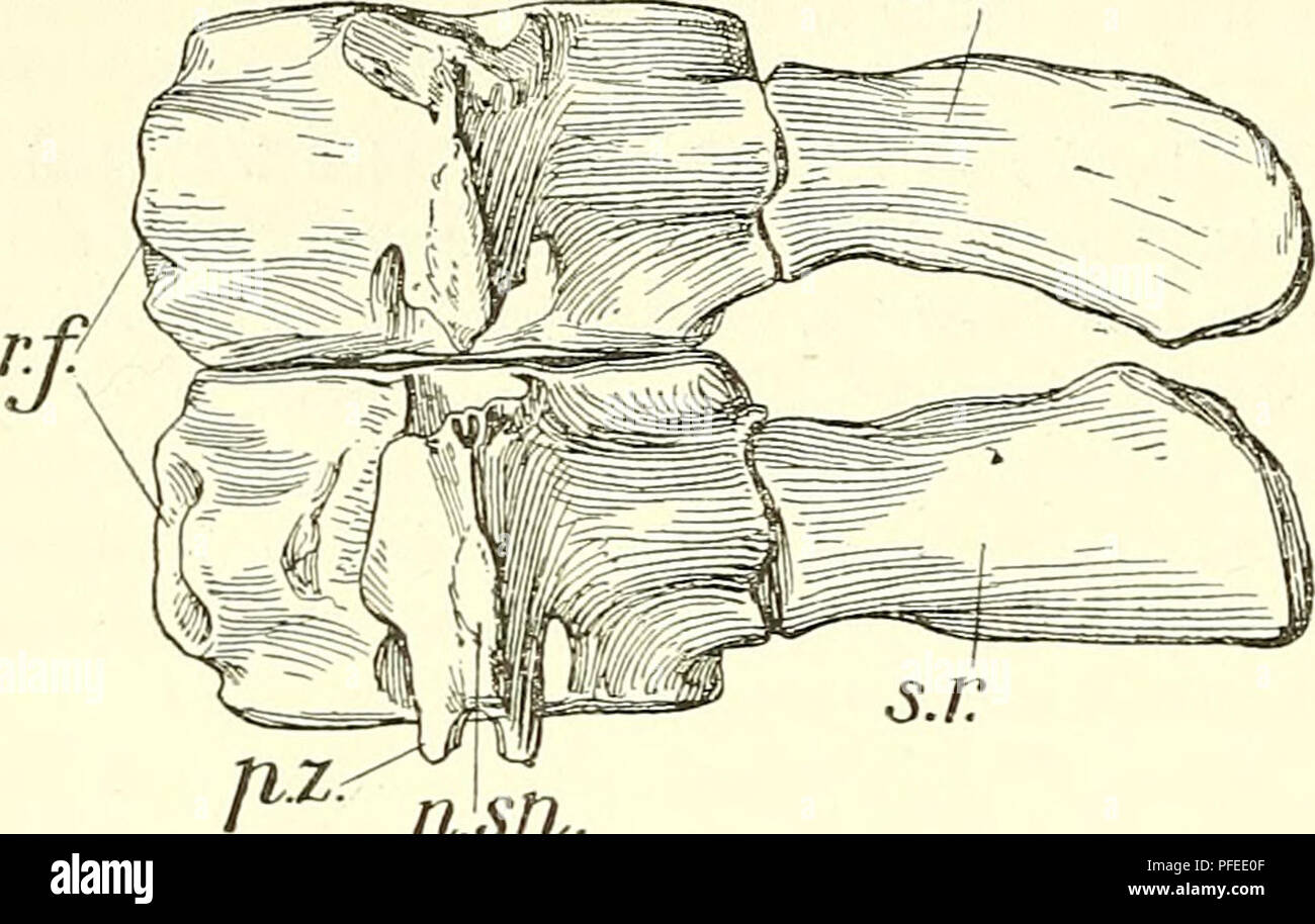 . A descriptive catalogue of the marine reptiles of the Oxford clay. Based on the Leeds Collection in the British Museum (Natural History), London ... Reptiles, Fossil. 148 MAElJSrE EEPTILES OE THE OXFOED CLAT. towards their outer extremities they converge and were in contaot or separated only by pads of cartilage ; probably three or four sacrals were present. It is not clear what the relationship of the outer ends of the sacral rib was to the ilia, but probably there was no actual contact and the connection was only by ligament. Text-fig. 71. s.r. n:sp. Sacral rertebrae and ribs of Picrodeidu Stock Photo