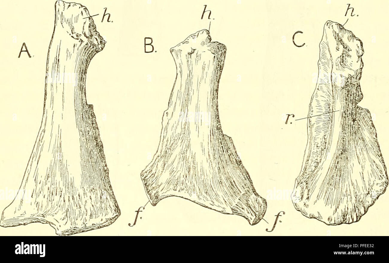 Reptile Ribs Understanding marine reptiles hi-res stock photography and images - Alamy
