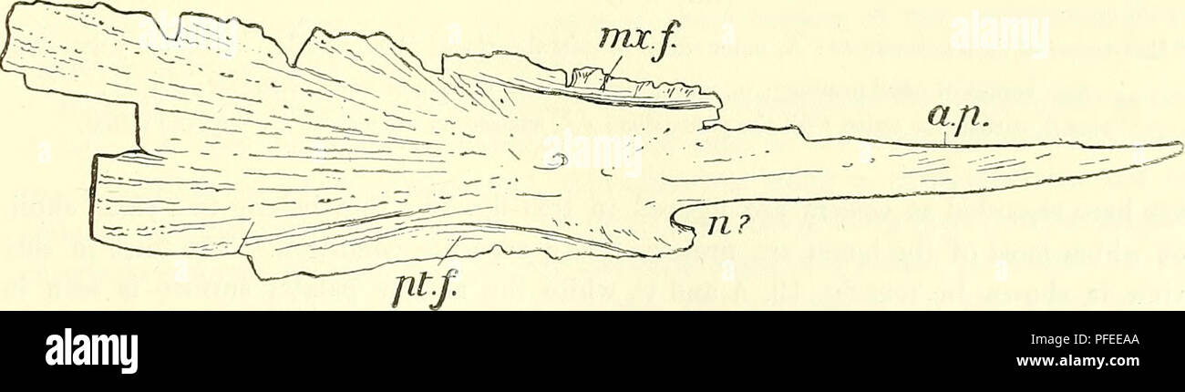 . A descriptive catalogue of the marine reptiles of the Oxford clay. Based on the Leeds Collection in the British Museum (Natural History), London ... Reptiles, Fossil. Left pterygoid of Opluhalmosaurus: A, upper surface ; B, lower (palatal) surface. (E. 2180, 3 nafc. size.) hs.pt.f., facet for union with the pterygoid process of the basisphenoid; d.p., dorsal process ; e.p., outer process ; g.st., groove for the reception of the stapes ; i.&amp;., internal border; in.p., inner process; 1 pas.f., facet for union with the paraspheuoid (?) ; pt.sym., symphysial surface for opposite pterygoid; q. Stock Photo