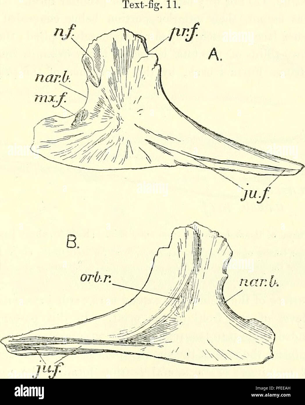 . A descriptive catalogue of the marine reptiles of the Oxford clay. Based on the Leeds Collection in the British Museum (Natural History), London ... Reptiles, Fossil. OPHTIIALMOSAUE CJS. 21 concave, for union with the posterior limb of the maxilla. The jugal formed the whole of the ventral and the lower part of the posterior border of the orbit. The upper part of the posterior border of the orbit is formed by the long curved postorhital (text-fig. 8, C), the lower end of which widens out a little and overlaps the outer face of the upper portion of the jugal. Above this the bone bears on its  Stock Photo