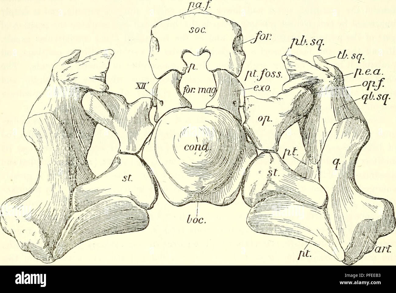 . A descriptive catalogue of the marine reptiles of the Oxford clay ...